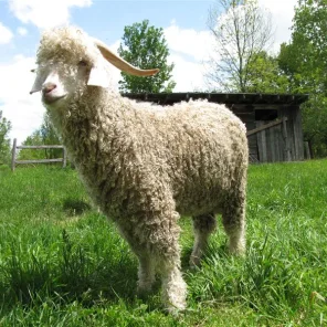 Angora Goat