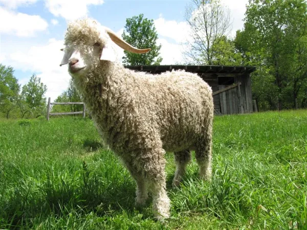 The Angora goat (Turkish: Ankara keçisi) is a breed of domestic goat that is named for Ankara, Turkey, historically known as Angora. Angora goats produce the lustrous fibre known as mohair.