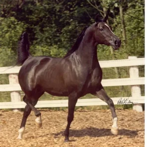 AMANDI