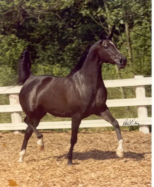 AMANDI