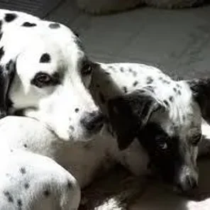 Chimation (Designer Dog)