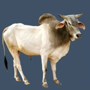 Hariana (Haryana)