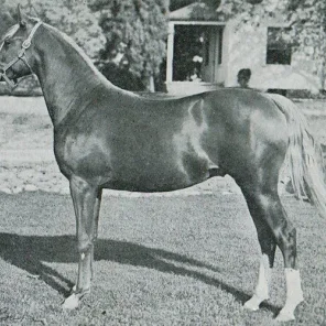 Abu Baha