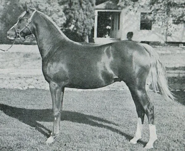 Abu Baha