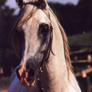 KILIMANDSCHARO