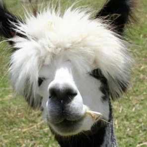 Alpaca History