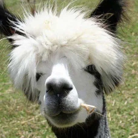 Alpaca History

