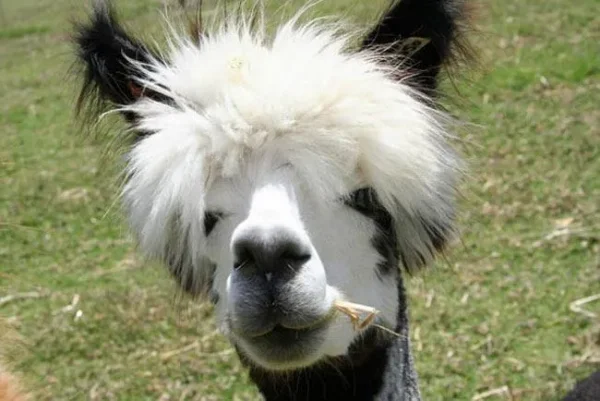 Alpaca History
