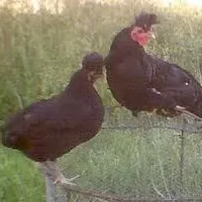 Kosova Longcrower