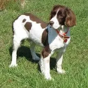 Border Springer (Designer Dog)