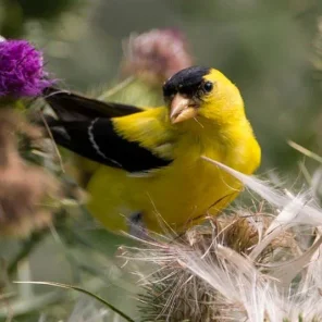 The Best Pet Bird Food