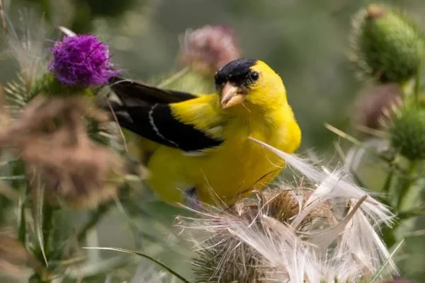 Variations of Bird Feed - what, when, how much, why...