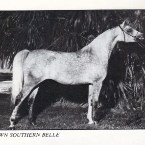 WN Southern Belle