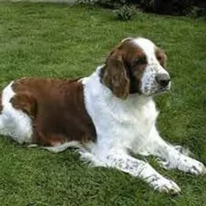 Welsh Springer Spaniel