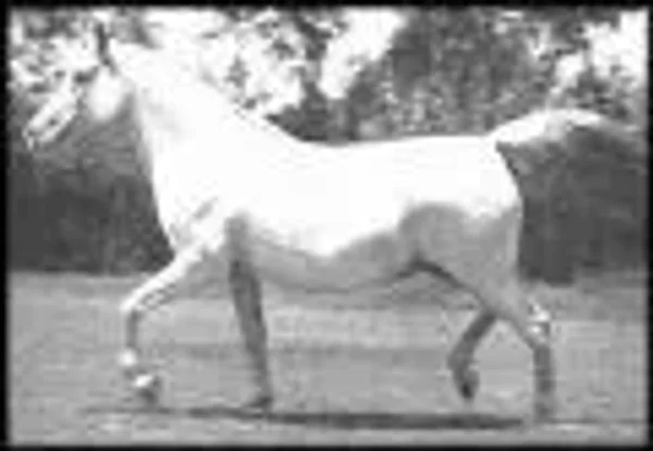 Bint Sahara