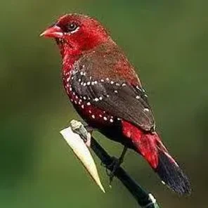 Red Munia