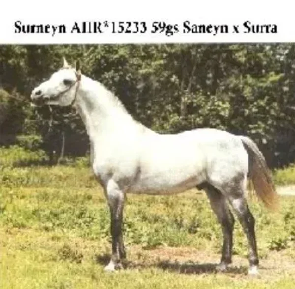 Surneyn