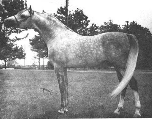 Del Taurean