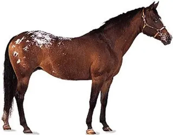 History of the Thoroughbred Horse