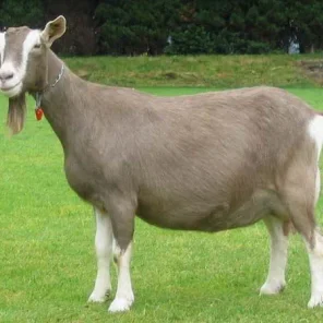 Toggenburg Goat