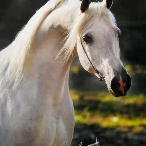 ANSATA QASIM