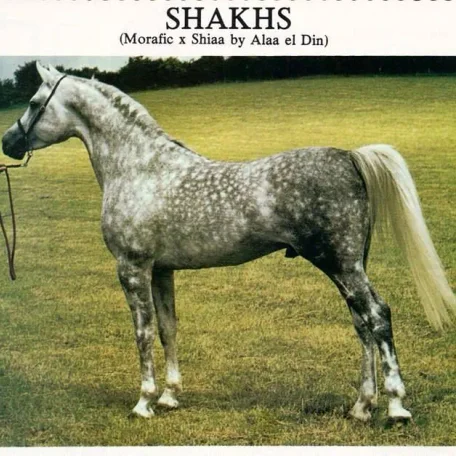 Shakhs