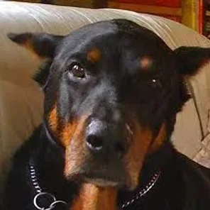 Rotterman (Designer Dog)