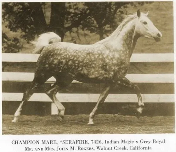 Serafire