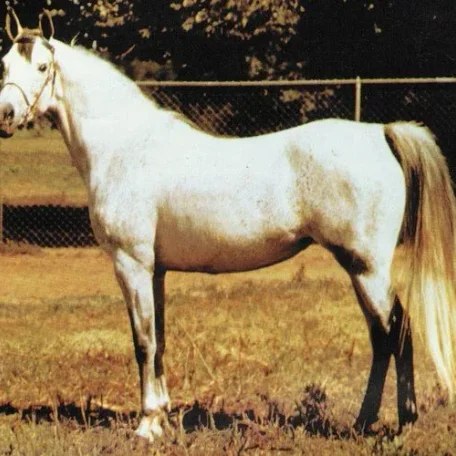 
          Photo by Luxemere Arabians
        