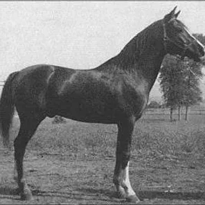 Brukhal