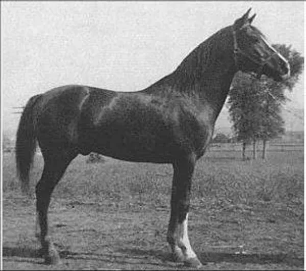 Brukhal