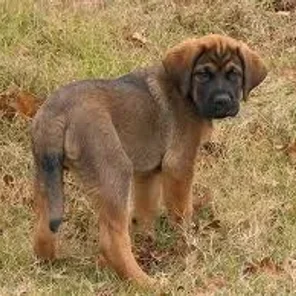 Mastador (Designer Dog)