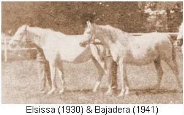 ELSISSA