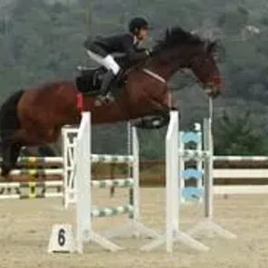 Swiss Warmblood