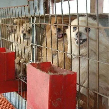 Support Humane Dog Breeding Law in North Carolina