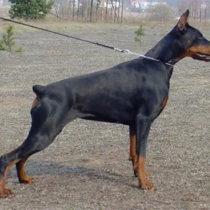 Ch. CARTAGINA Bene Meritus;  BH, polish breeding test