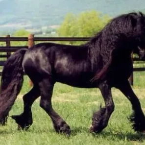 Driving Horses List