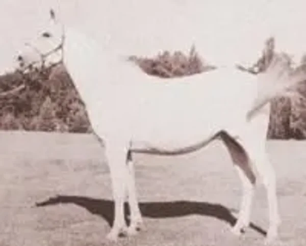 Garaffa