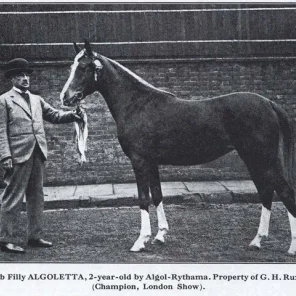 Algoletta