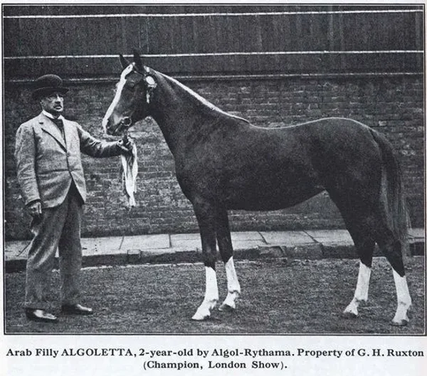 Algoletta