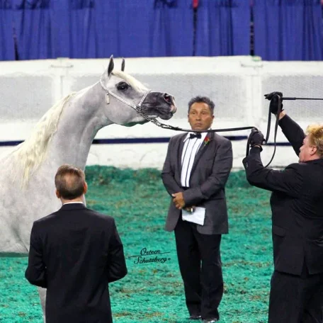 Luxemere Jizette (KM Bugatti x TA Jihana Bey)
2013 Arabian Celebration Grand Champion Mare
