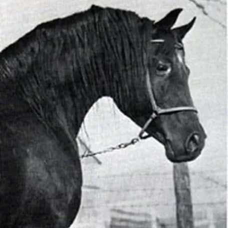 Fa-Serr 1947 Egyptian Stallion.