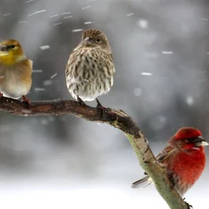 Animals in Winter We Domesticate