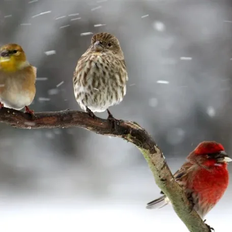Animals in Winter - the contrast creates some of the most beautiful pallets