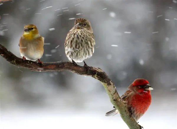Animals in Winter - the contrast creates some of the most beautiful pallets