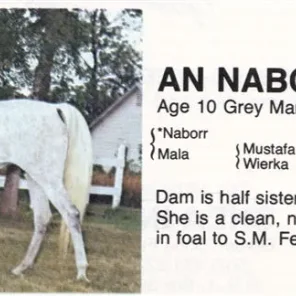 AN-NABORRA