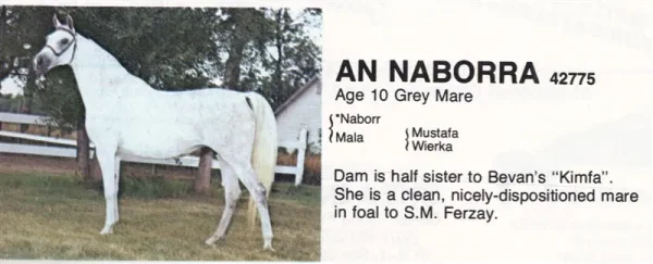 AN-NABORRA