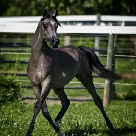 Yearling Photo June 2014 (credit Lori Ricigliano, Marketing Mafia)