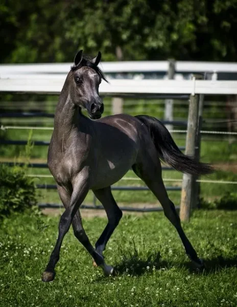Yearling Photo June 2014 (credit Lori Ricigliano, Marketing Mafia)
