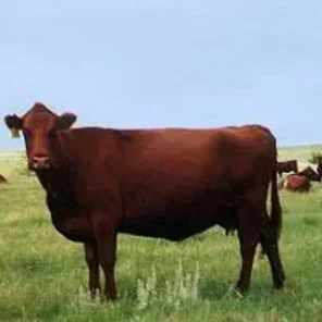 Lawrence Limousin